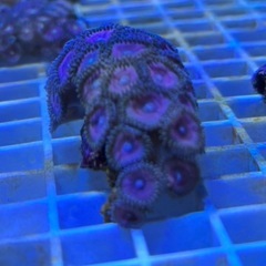 ☆マメスナ・Sサイズ (ピンク)の画像