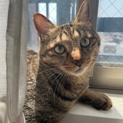 人大好きキジトラ♂3歳