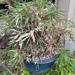 庭園オブジェ、置物、植物
の画像