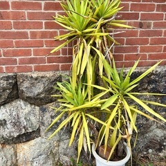 庭園オブジェ、置物、植物
の画像