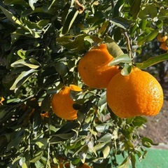 無農薬ポンカン（みかん）3キロ1500円　収穫体験可能の画像