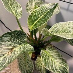 フィロデンドロンバーキンの画像