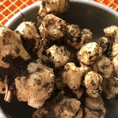 自然栽培　菊芋1kgの画像