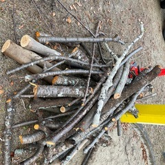 さくら、椿の木🎄差し上げます。。の画像