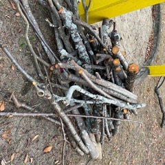 さくら、椿の木🎄差し上げます。。の画像