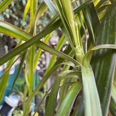 観葉植物　コンシネ　高さ２１０センチ　一部難ありの画像