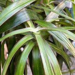 観葉植物　コンシネ　高さ２１０センチ　一部難ありの画像