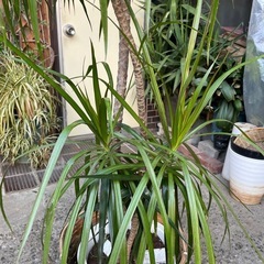 観葉植物　コンシネ　高さ２１０センチ　一部難ありの画像