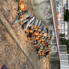 🎄差し上げます。さくら🌸とけやきの木です🪵
の画像