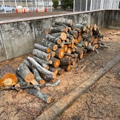 🎄差し上げます。さくら🌸とけやきの木です🪵
の画像