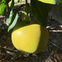 庭の晩白柚　無農薬ですの画像