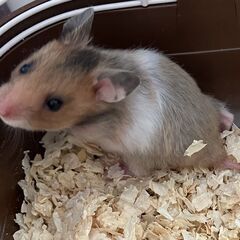 ゴールデンハムスター