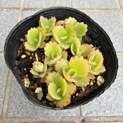 多肉植物３点セットの画像