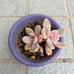 多肉植物３点セットの画像