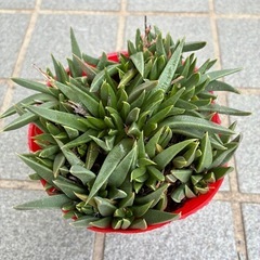 多肉植物３点セットの画像
