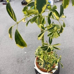 観葉植物の画像