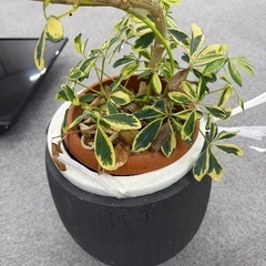 観葉植物の画像