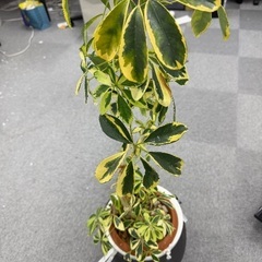 観葉植物の画像