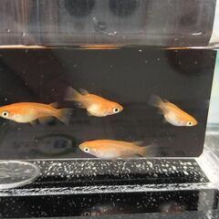 紅帝　楊貴妃　ダルマ１ペア＋半ダルマ１ペア　綺麗な体型です。の画像