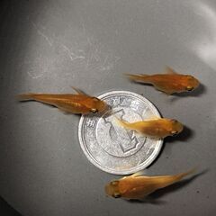 紅帝　楊貴妃　ダルマ１ペア＋半ダルマ１ペア　綺麗な体型です。の画像