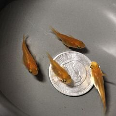 紅帝　楊貴妃　ダルマ１ペア＋半ダルマ１ペア　綺麗な体型です。の画像