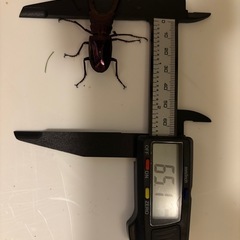 メタリフェルホソアカクワガタの画像