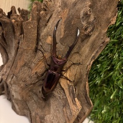 メタリフェルホソアカクワガタの画像