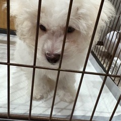 ビジョン・フリーゼ子犬