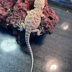 フトアゴヒゲトカゲ