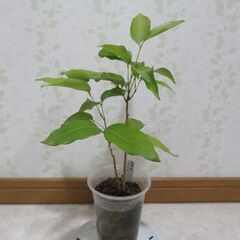 国産ライチ　実生苗の画像