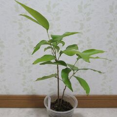 国産ライチ　実生苗の画像