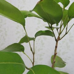 国産ライチ　実生苗の画像