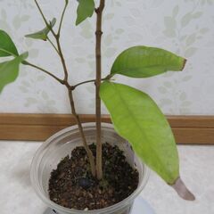 国産ライチ　実生苗の画像