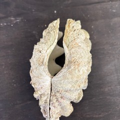 シャコ貝の殻の画像