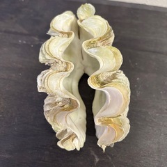 シャコ貝の殻の画像
