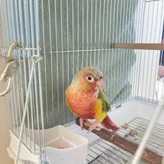 ウロコインコ　同居人のアレルギーが酷くなったので里親募集です。