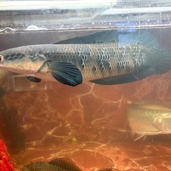 年末年始セール  大型魚フルセット  2026年1月6日までの画像