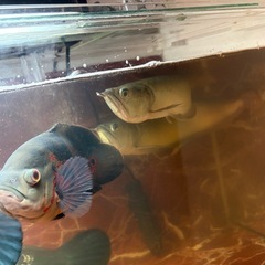 年末年始セール  大型魚フルセット  2026年1月6日までの画像