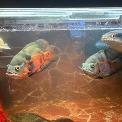 年末年始セール  大型魚フルセット  2026年1月6日までの画像