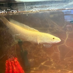 年末年始セール  大型魚フルセット  2026年1月6日までの画像