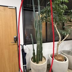 観葉植物サポテン（植木鉢付き）の画像