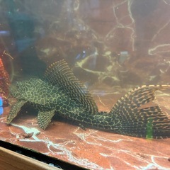 セルフィンプレコ  大型サイズの画像