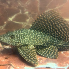 セルフィンプレコ  大型サイズの画像