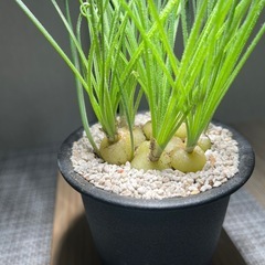 球根多肉植物 アルブカ スピラリス群生②の画像