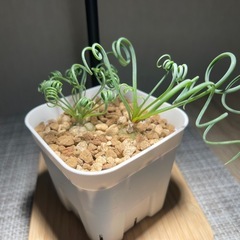 球根多肉植物 アルブカ スピラリス群生②の画像