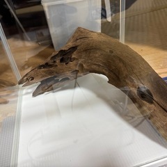 ２５キューブ水槽の画像