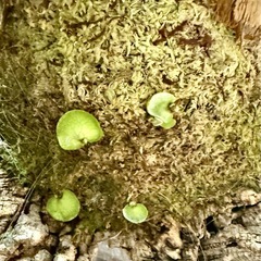 ビカクシダ　コルク板付き　大型の画像