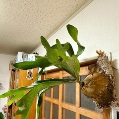 ビカクシダ　コルク板付き　大型の画像