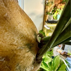 ビカクシダ　コルク板付き　大型の画像