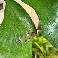 ビカクシダ　コルク板付き　大型の画像